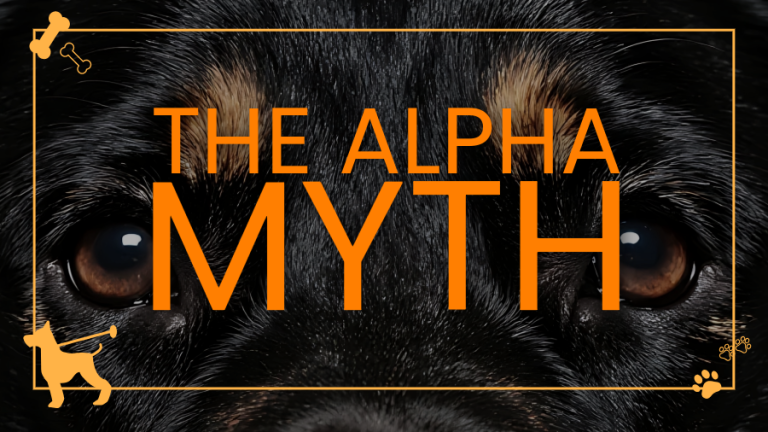 The alpha myth: why your dog isn’t trying to dominate you - Ginger and ...